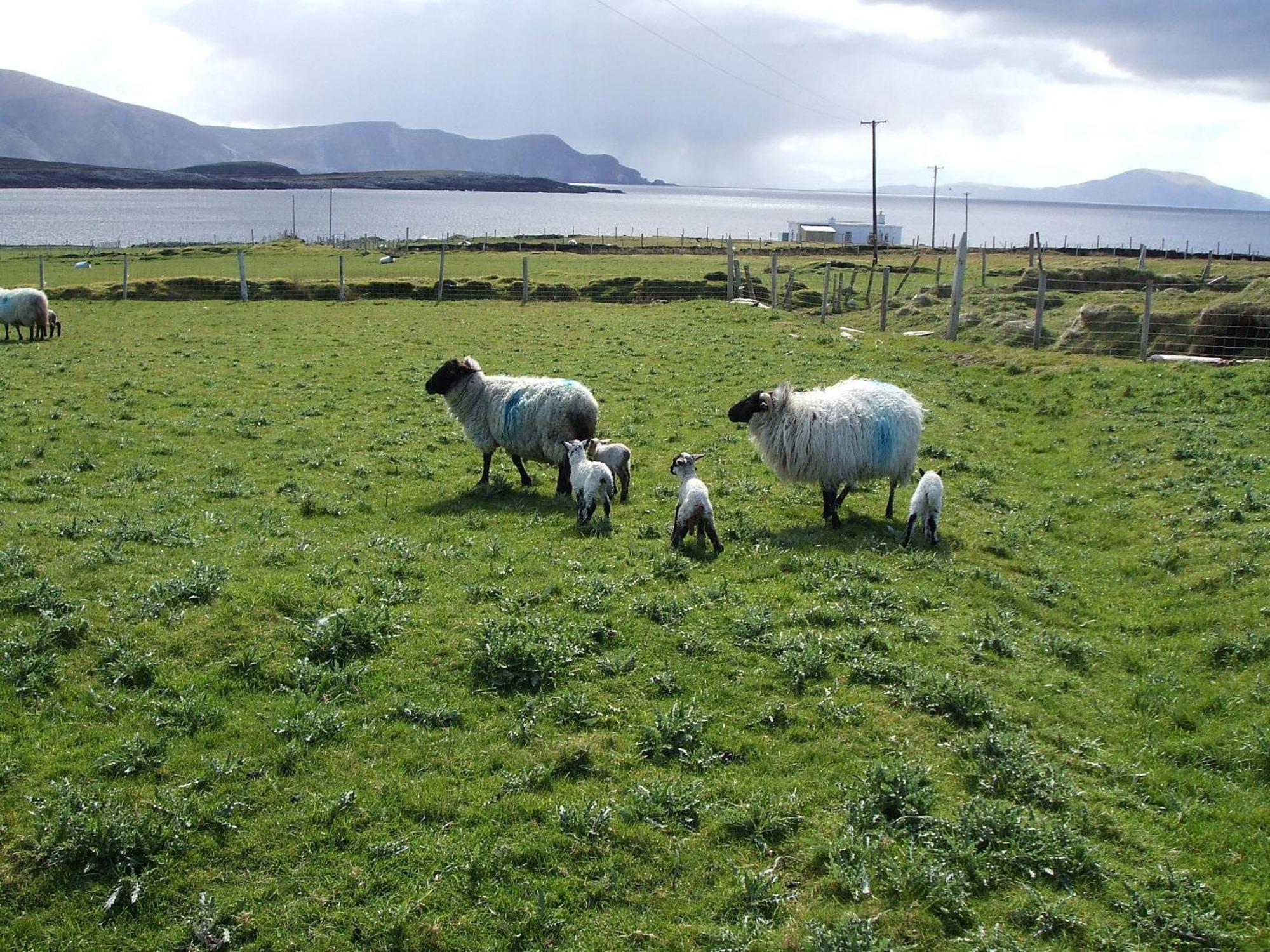Achill West Coast House Bed & Breakfast Dooagh Exterior photo